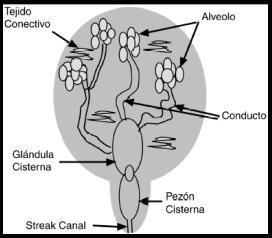 Inibição bloqueio total ou parcial de ação de ocitocina efeito da adrenalina: vasoconstrição de arteríolas e