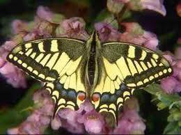 A borboleta é tão bonita que já em 1775 os cientistas a estudaram e publicaram sua descrição em livros e, os museus conseguiram o inseto para suas coleções, mas sempre morto, porque viva, a
