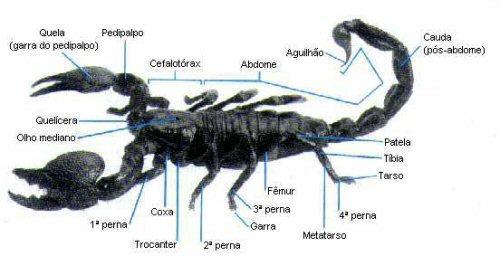 Aracnídeos Apresentam corpo dividido em cefalotórax e abdômen. Apresentam quatro pares de patas e não possuem antenas.