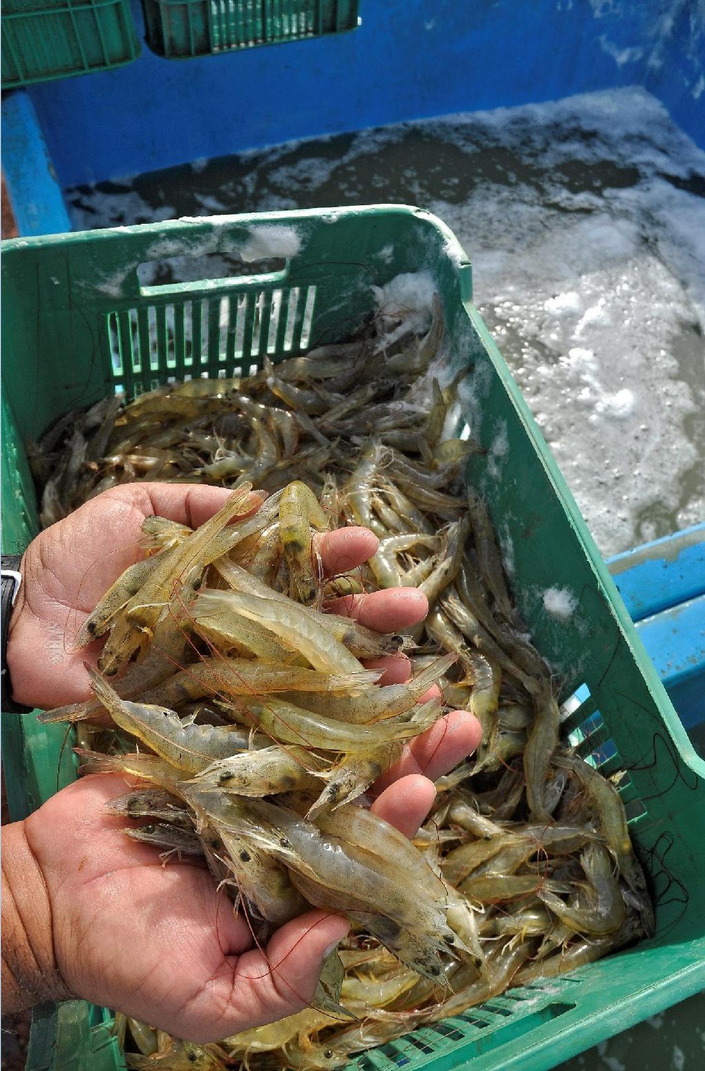 THE SHRIMP INDUSTRY AND MARINE FISH FARMING IN