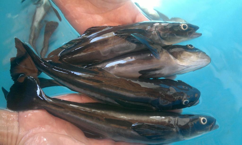 COBIA: RAPID GROWTH