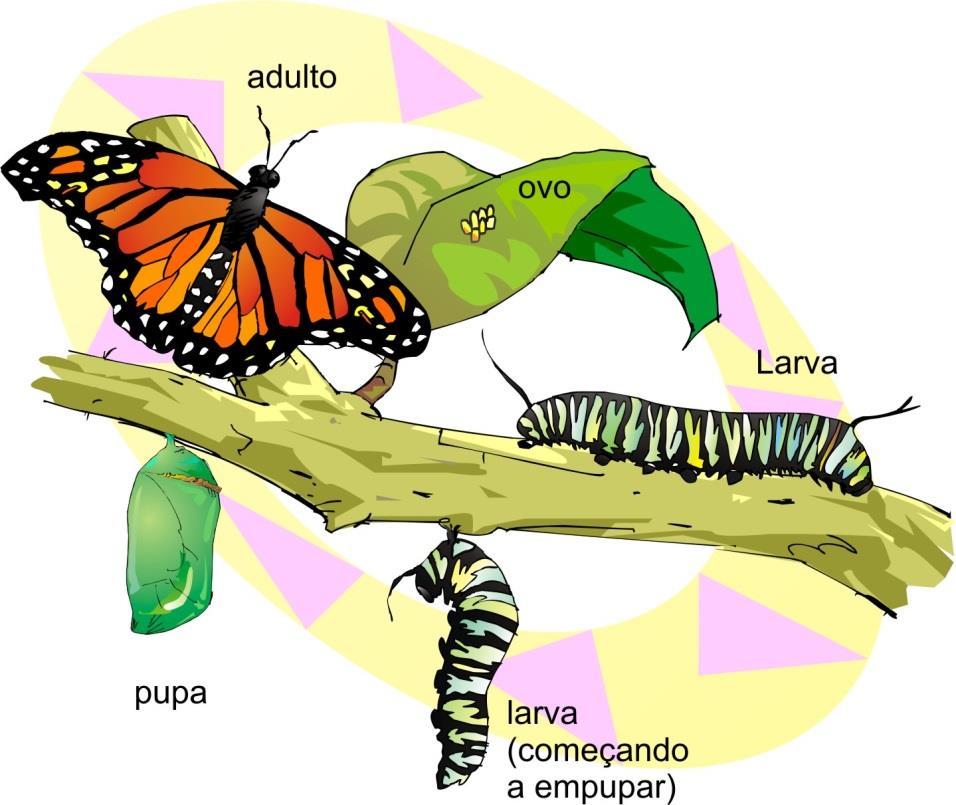 CLASSES: INSETOS Insetos como borboletas, abelhas, formigas, moscas e besouros, apresentam durante o