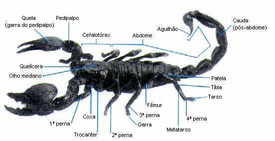 CLASSES: ARACNIDEOS - ESCORPIÃO Possuem: QUELÍCERAS (para