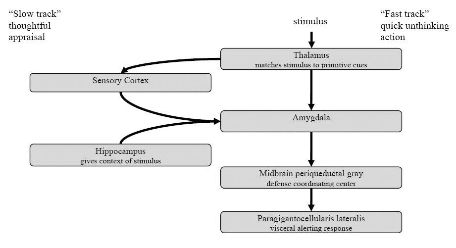 Figura 1. Diagrama esquemático dos circuitos cerebrais envolvidos nas reações emocionais. (In: Huron, 2006, p. 20) 3.