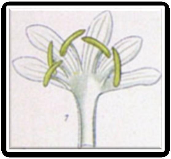 Verticilos florais são: cálice rudimentar - formado por sépalas verde, e a corola branca com cinco pétalas.