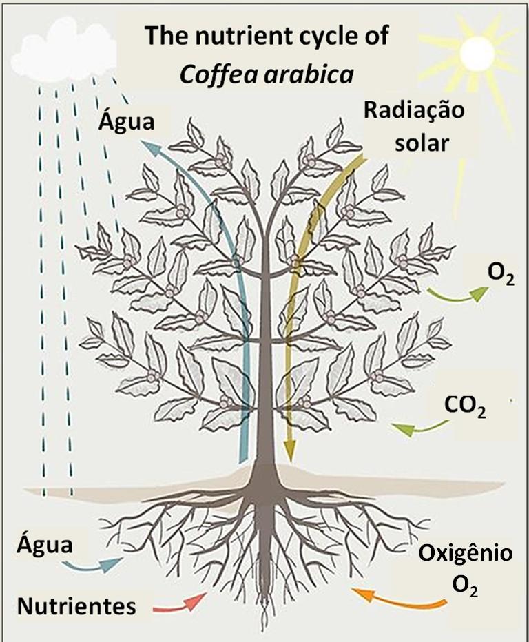 Morfologia vegetal: o cafeeiro e suas estruturas Morfologia vegetal - ramo da botânica, que estuda as formas e estruturas da planta. Essas estruturas são: raiz, caule, folha, ramo, flor e fruto.