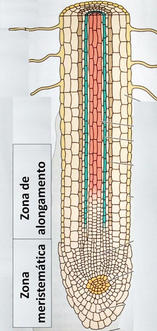 Raiz lateral é endógena, acima da zona pilífera, e possui as mesmas partes da
