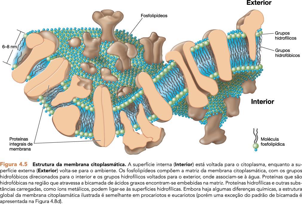 Membrana