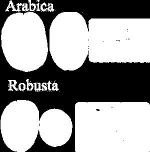 Arábica Robusta Fig.