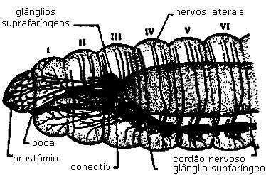 O nome deste tipo de órgão excretor e o nome do grupo de animais no qual é encontrado são, respectivamente, a) protonefrídio - platelmintos b) túbulo de Malpighi - insetos c) nefrídio - anelídeos d)