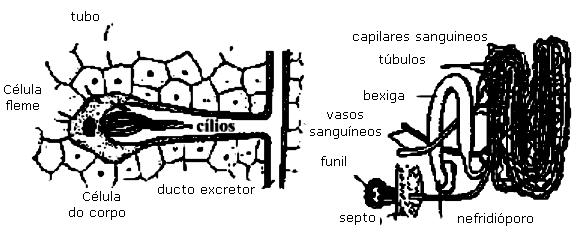 cordão nervoso ventral duplo e gânglios e nervos segmentares.