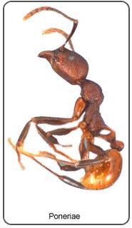 Tapinoma melanocephalum: Também chamada de formiga fantasma a Tapinoma melanocephalum é comumente encontrada em árvores doentes, madeiras em