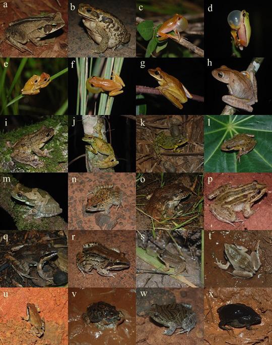 Biota Neotrop., 17(1): e20160197, 2017 5 Amphibians of Vassununga State Park Figure 3. Anuran species recorded in the Vassununga State Park, northeastern São Paulo state, Brazil.