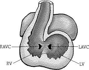 Na próxima Seção: Nesta Seção: Formação do átrio E e D Formação do ventrículo E e D Artéria Pulmonar e Aorta