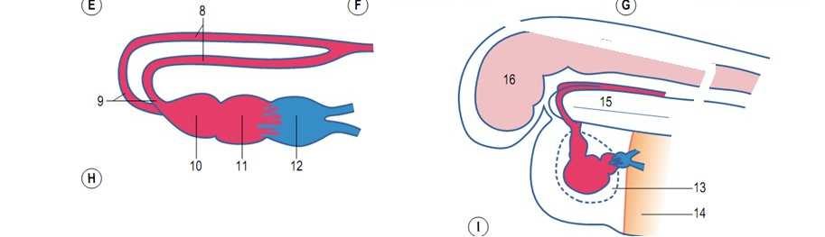 Na região cefálica, os precursores cardíacos se conectam a aorta dorsal (3) e na região