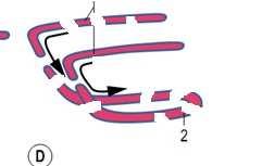 aorta dorsal (3) e na região caudal, às veias vitelinas (5)