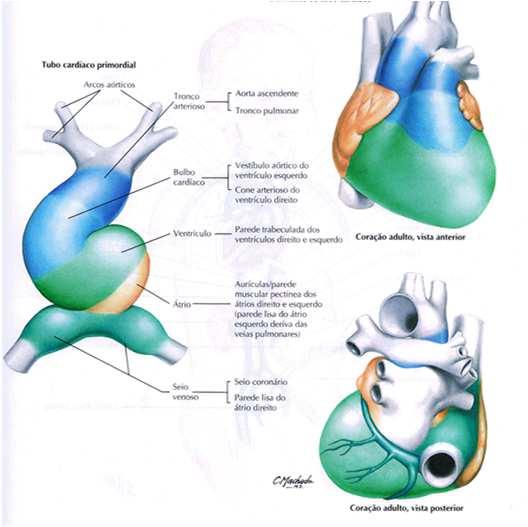Tronco Arterioso Bulbo Cardíaco Ventrículo Átrio O ácido retinóico é responsável pela definição da parte CAUDAL do tubo cardíaco.