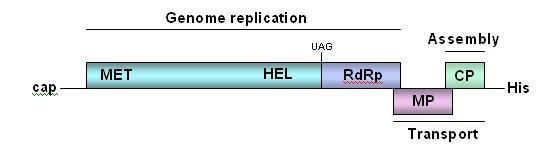 Ciclo de uma partícula viral RNA fs(+) Organização do genoma viral Modelo: