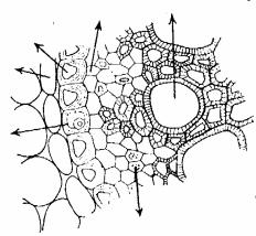 estrutura primária Parênquima Célula de passagem endoderme