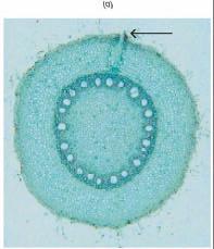 Dependendo do número de pólos do protoxilema, as raízes são chamadas: Polo