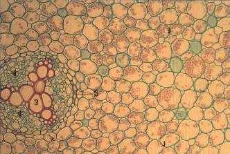 Secão transversal de raiz de Ranunculus sp 1 córtex 2 endoderme 3 xilema 4 - floema CRESCIMENTO