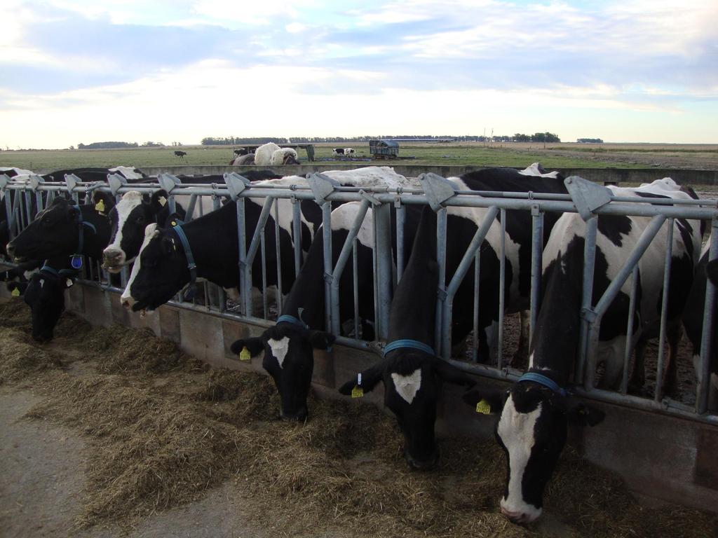 Pastagens tropicais produção limitada (8 a 14 kg/vaca/dia) Ingestão de forragem insuficiente p/ produções maiores Silagem Milho ou sorgo: