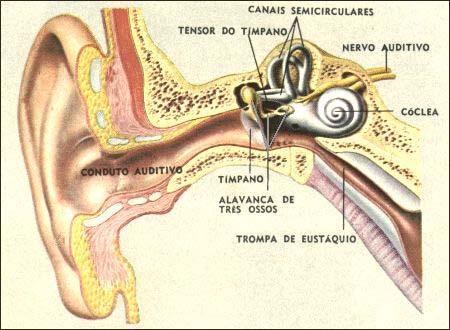 Nervo auditivo transmite as informações (fluxo nervoso) até o cérebro.