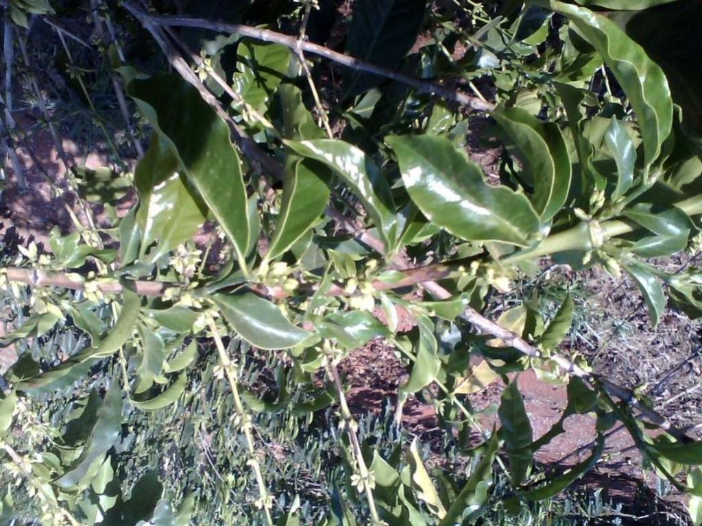 produtivos que deveriam florescer na primavera se