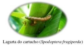 ALGUNS CONCEITOS BÁSICOS População e Amostra Exemplo. O número total de lagartas de Spodoptera frugiperda em uma cultura de milho constitui uma população.