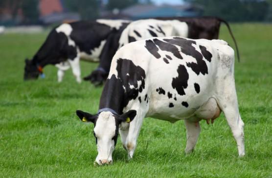 Exercícios Exercício 2. O intervalo entre partos de vacas leiteiras em uma fazenda apresentou um valor médio de 840 dias e um desvio padrão de 275 dias.