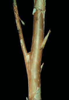 spruceanum Pouteria hispida (forma B)
