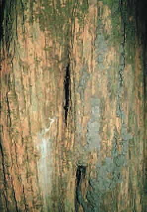 É o caule lenhoso de árvores, em geral a parte sem ramos ou galhos.
