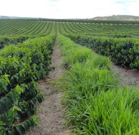 - o desafio é elevar este valor! Volatilização - mais de 40% NH 3, mas já sabemos como resolver!