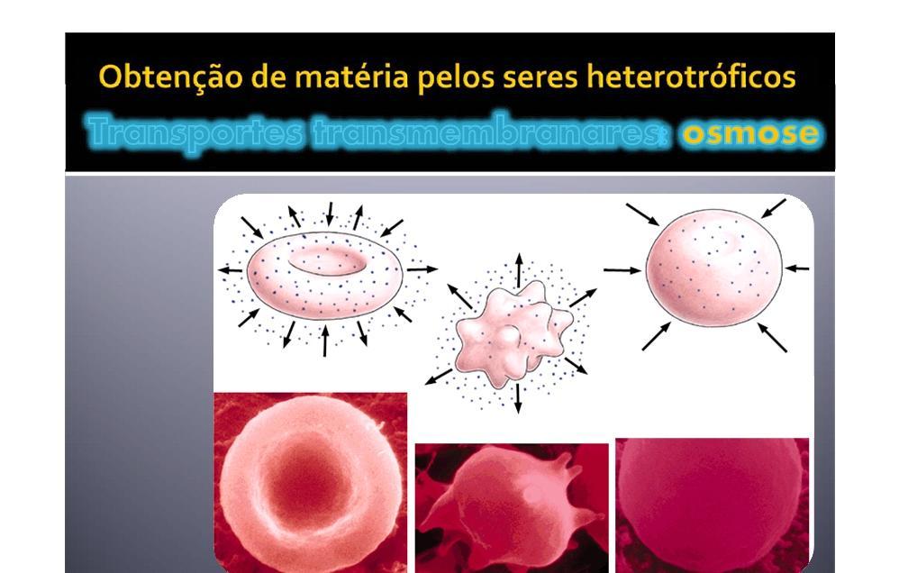 Meio extracelular hipertónico Meio isotónico A concentração de solutos é maior fora da célula CÉLULA PLASMOLISADA