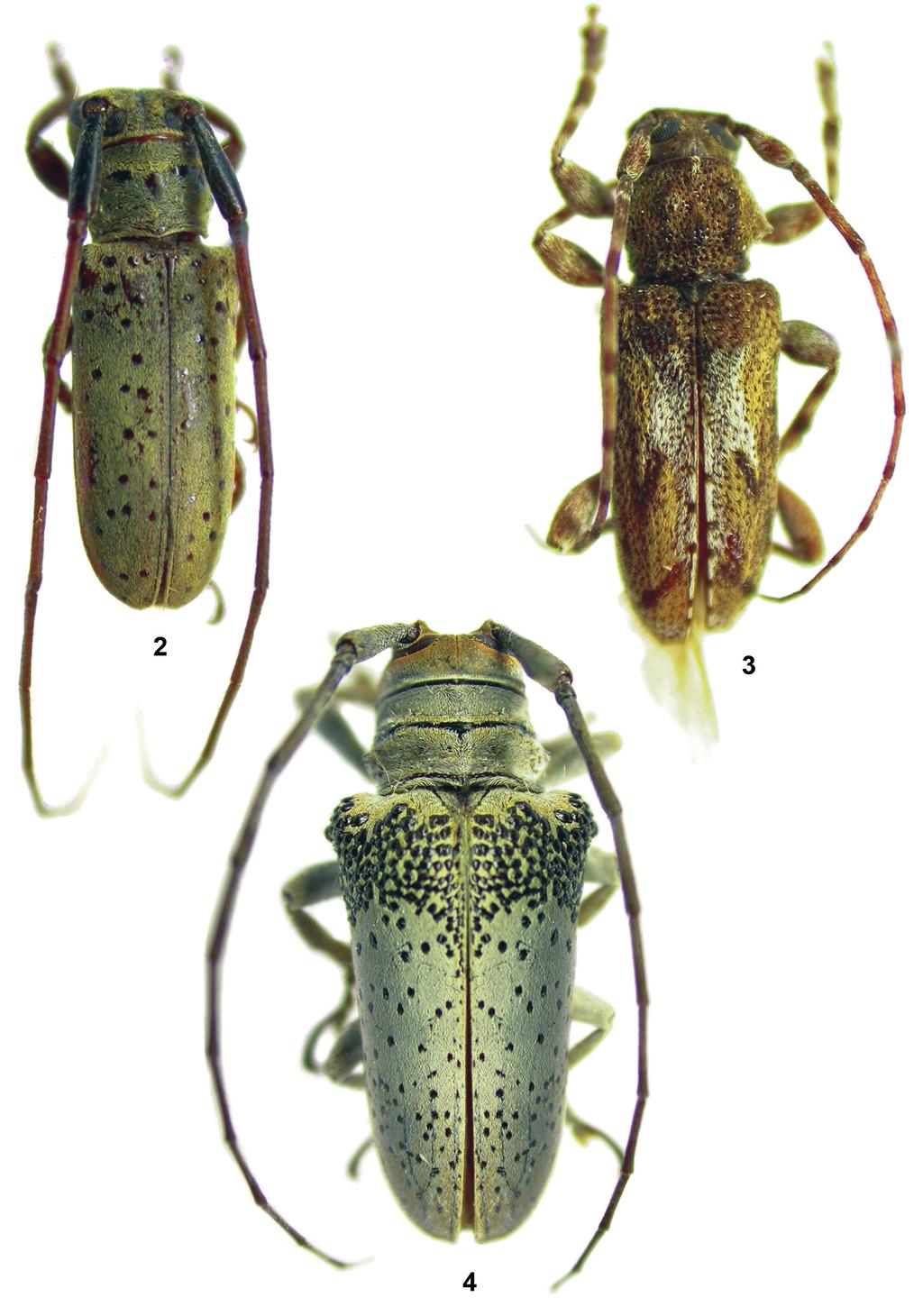 232 Martins, U.R. et al.: Cerambycidae do Maranhão Figuras 2-4: Habitus. 2, Oncideres mirador sp. nov.