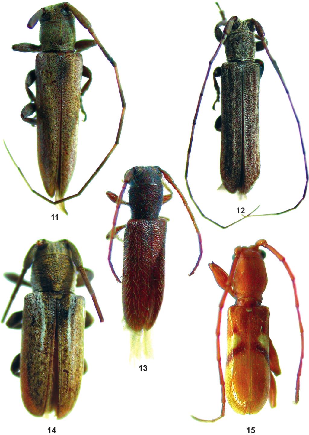 524 Martins, U.R. et al.: Cerambycidae do Maranhão Figuras 11 15: Habitus. 11. Cacostola bimaculata sp. nov., holótipo macho, comprimento 8,5 mm; 12. Cacostola parafusca sp. nov., holótipo macho, comprimento 6,0 mm; 13.
