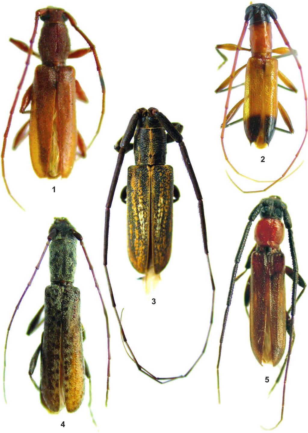Papéis Avulsos de Zoologia, 49(38), 2009 511 Figuras 1 5: Habitus. 1. Piezophidion thoracicum sp. nov., holótipo macho, comprimento 9,0 mm; 2. Minibidion bicolor sp. nov., holótipo macho, comprimento 6,5 mm; 3.