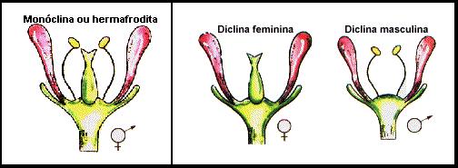 As angiospermas podem