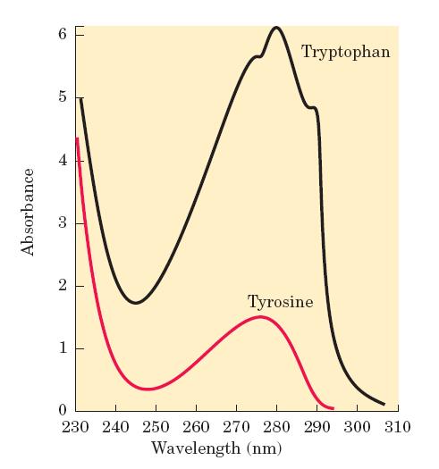 Absortividade máxima na faixa do visível: Triptofano: 280 nm Tirosina: 276 nm Elétrons π deslocados