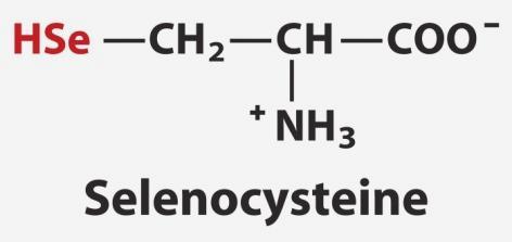 Selenocisteína 2 aminoácidos protéicos que são determinados geneticamente: - pirrol-lisina (somente em Archaea) - selenocisteína (derivada da