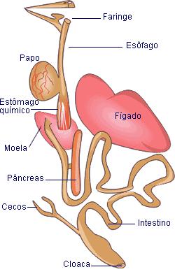 Digestão Finalmente atingem o intestino, onde as substâncias nutritivas são absorvidas pelo