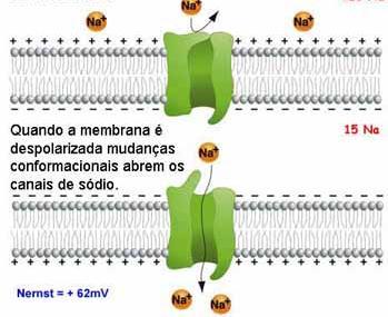 Canais Iônicos