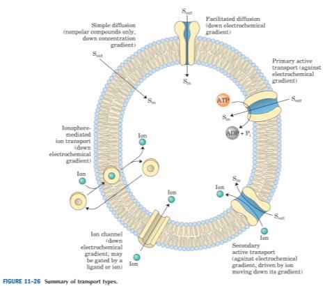 Exemplos: Resitência a Antibióticos Tetraciclina: inibidor da síntese proteica em procariotos.
