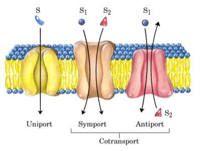Tipos de Transporte Uniporte: Apenas uma molécula é