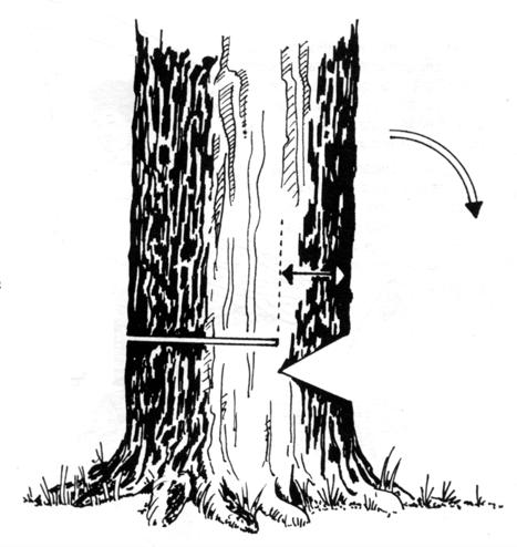 Preste atenção: para cortar uma árvore tem que existir uma razão muito forte para isso pois nós, escoteiros devemos