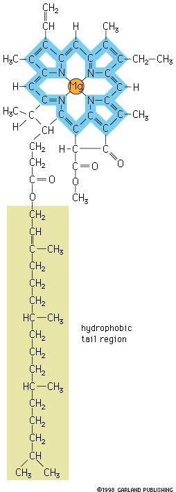 Na clorofila b, há uma substituição aqui por