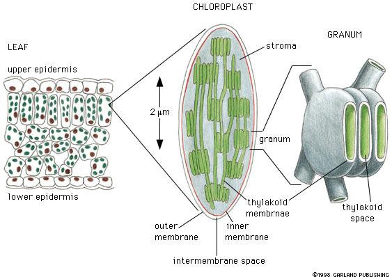 Cloroplasto Folha Epiderme superior estroma Granum Epiderme inferior Membrana