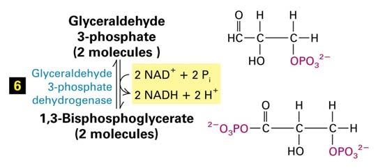 4 ATP s formados pela fosforilação em nível de substrato 2