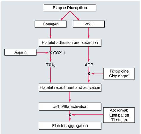 Antiagregantes Aspirina Inibidor da síntese de tromboxano A2 por inibição irreversível da COX 1 Ticlopidina Clopidogrel Bloqueio irreversível do P2Y 12 um receptor do ADP na superfície das plaquetas.