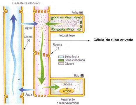 A coesão: Atração entre moléculas iguais.